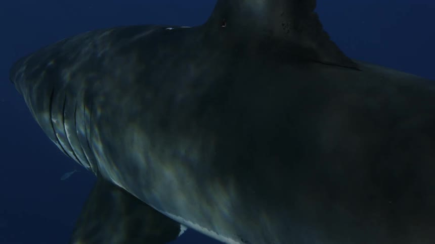 Shark swims in dark water surrounded by small fish