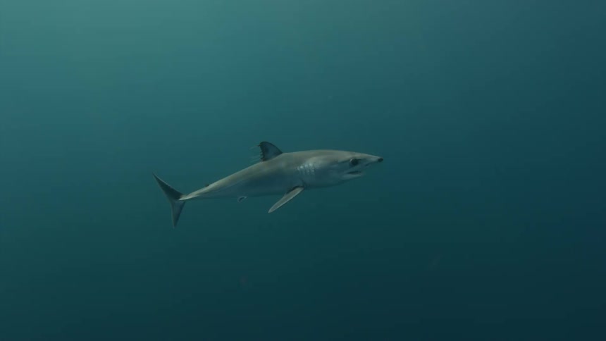 A shark swims in the ocean