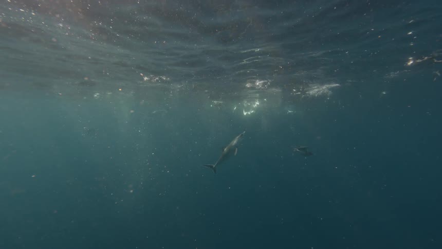 A shark swims through an area where sea birds are darting into the ocean