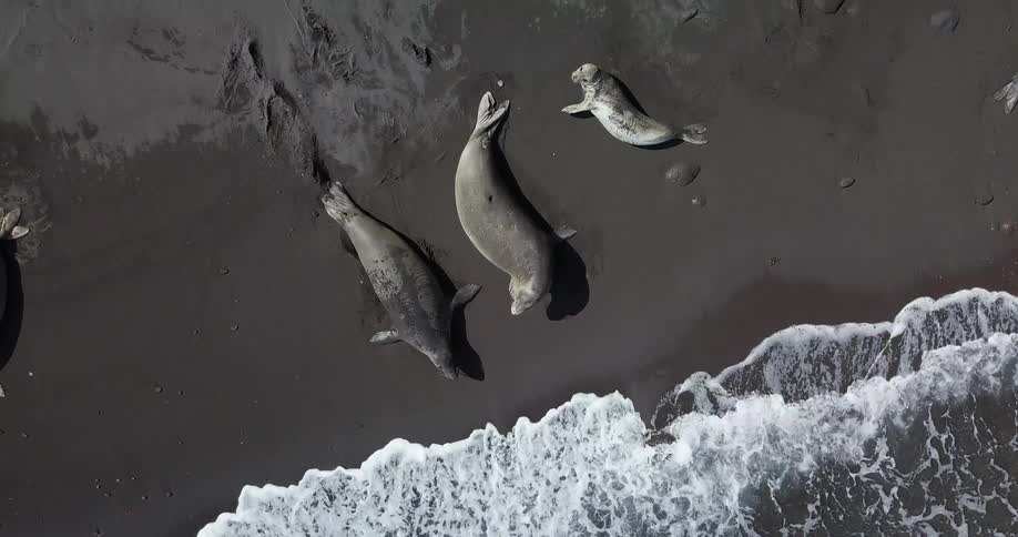 Seals lay on a beach with ocean waves washing ashore