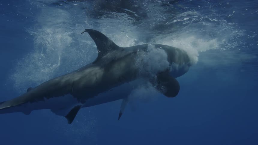 A shark swims to the surface and eats the fish bait