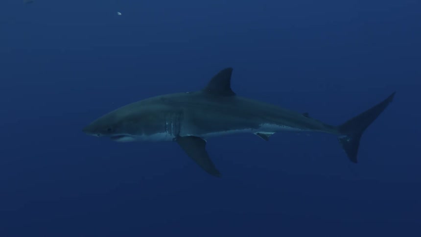 A shark swims underwater along with smaller fish
