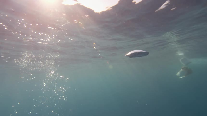 Air bubbles float toward the surface of the ocean