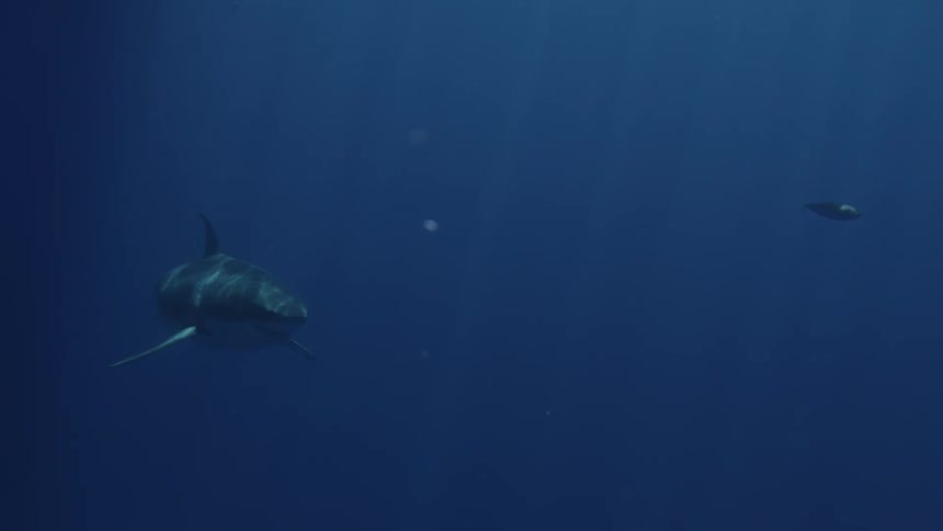 A shark is swimming in the ocean during the day