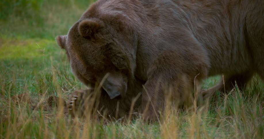 A bear digs in a grassy field