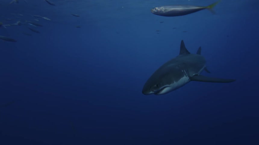 A great white shark swims near fish in the ocean