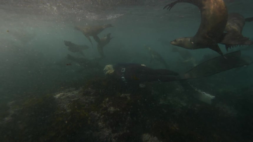 A diver swims and plays with seals in the ocean