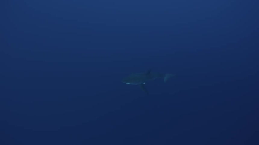 A shark is swimming in the ocean