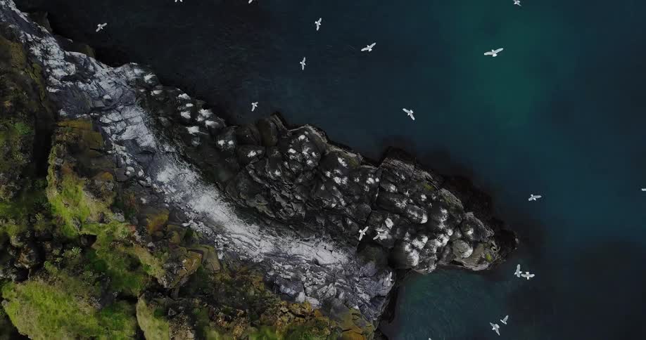 Seagulls fly over a rocky coast