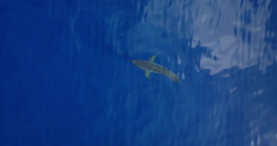 A shark swims in the blue ocean