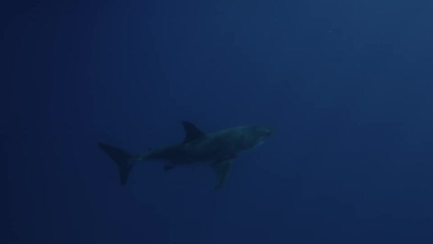 A shark swims in the ocean