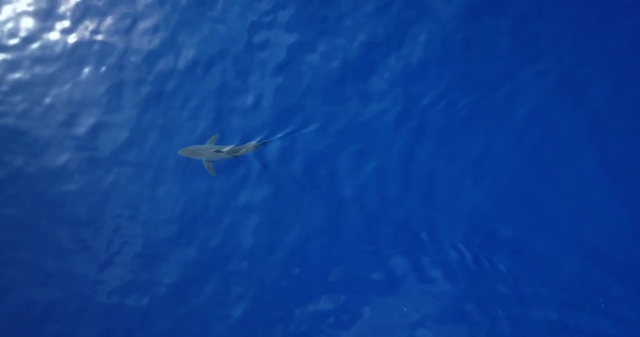 Aerial view of a shark swimming in clear blue water