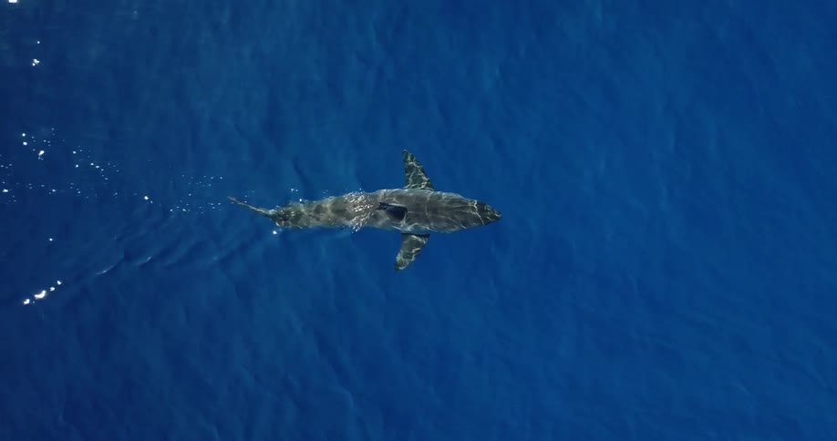 A shark swims at the ocean's surface