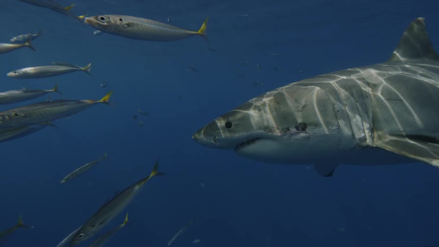 A diver is filming a shark in the ocean during the day