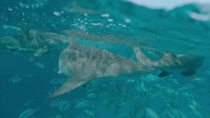 Sharks are swimming with fish near the ocean's surface