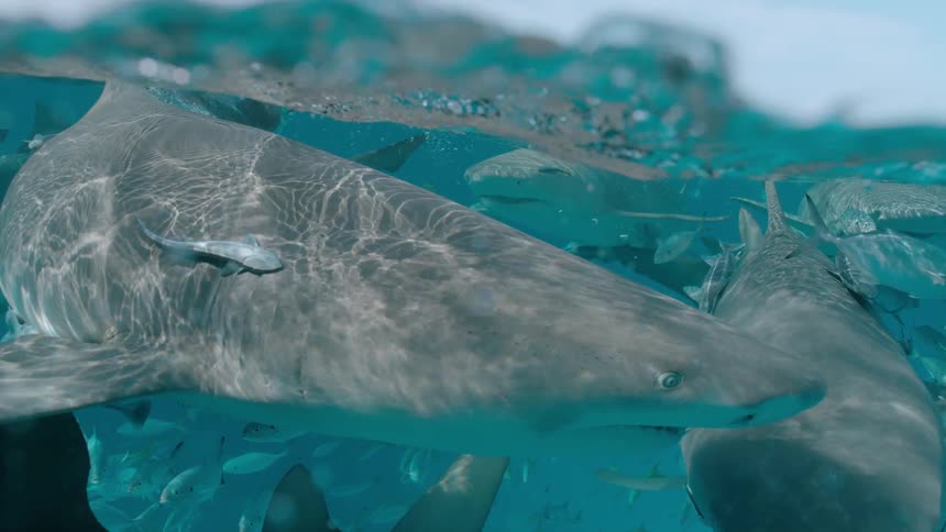 Sharks and fish swim near the ocean surface