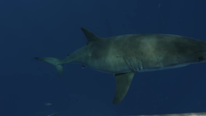 A great white shark swims in the ocean