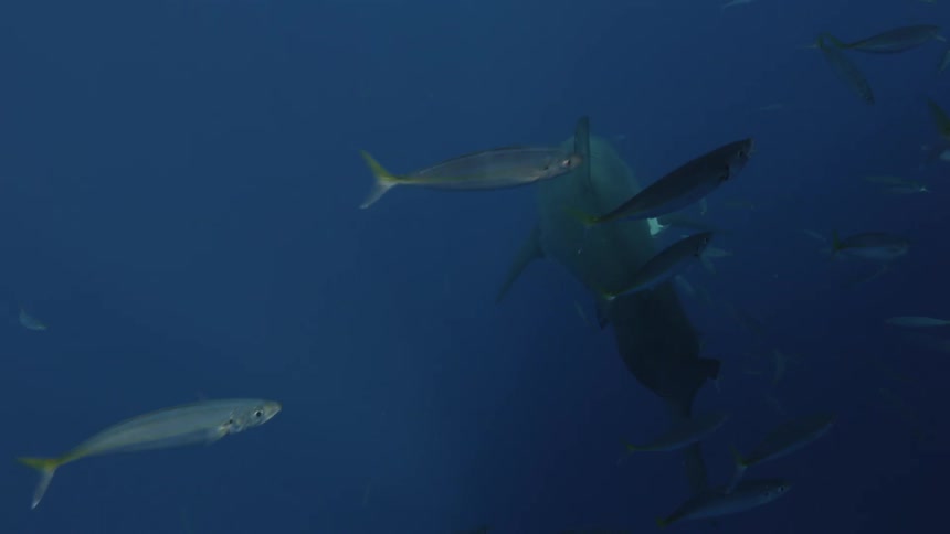 A shark and fish swim in the ocean
