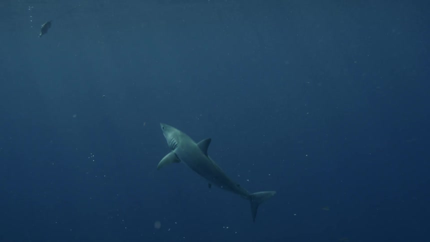 Shark swims upwards towards a fish