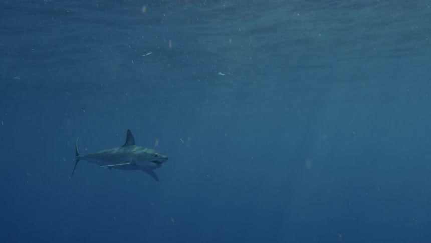 A great white shark swims in the ocean