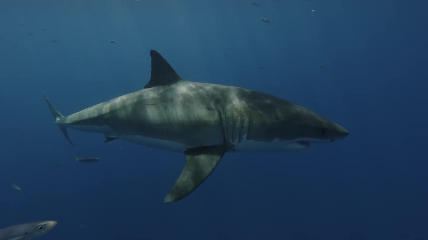 Shark swims in the water on a sunny day surrounded by fish