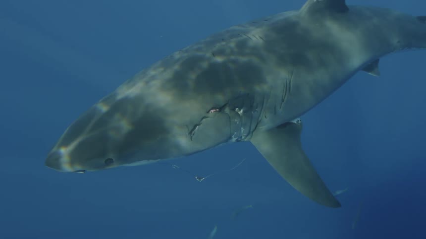 A sharks swims near fish in the ocean