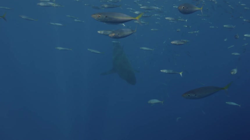 A shark and fish swim in the ocean