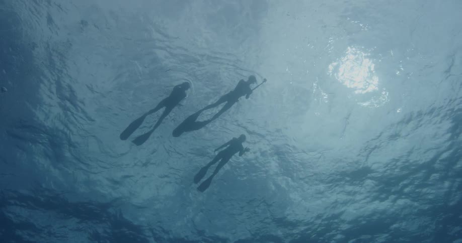 Three divers swim near the surface