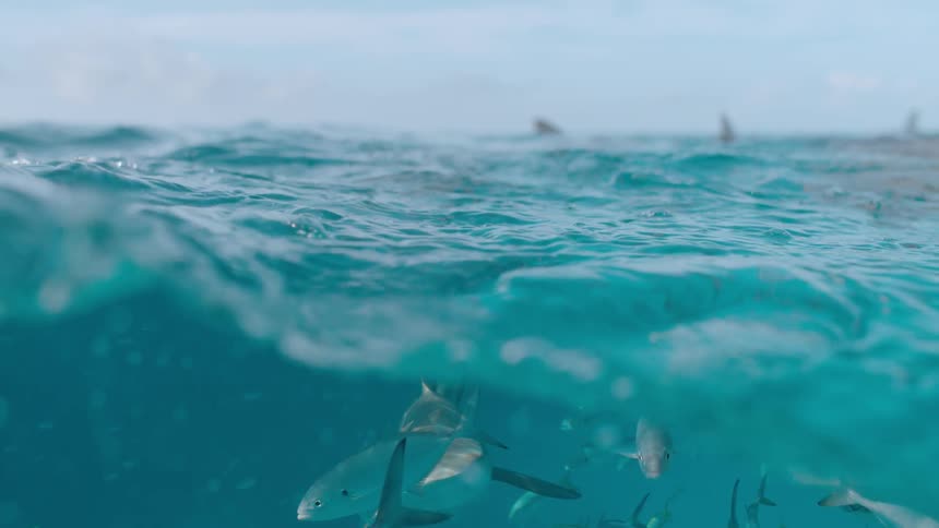 Close up of waves splashing and an underwater view of sharks