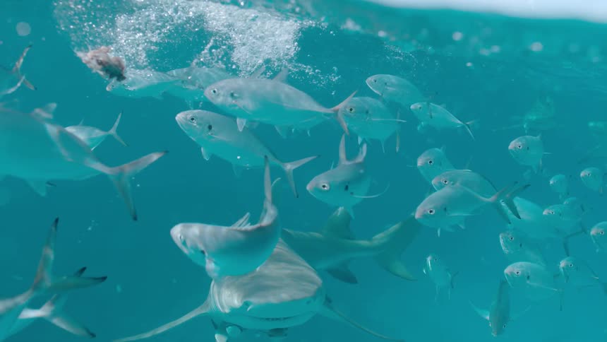 School of fish swim near the surface on a sunny day