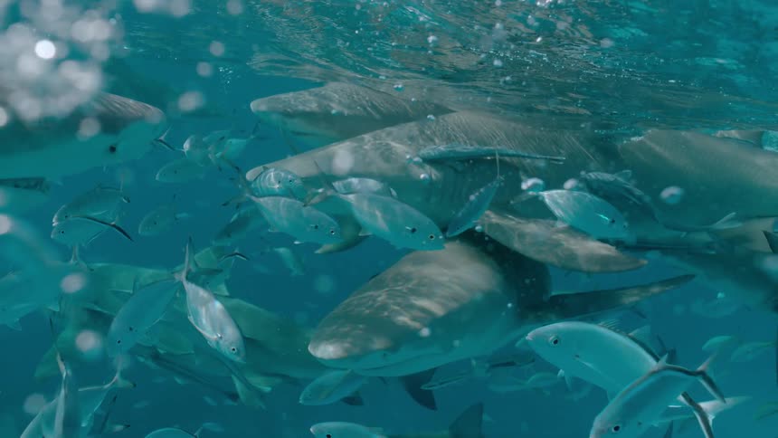 Sharks and fish are swimming just below the surface of the ocean