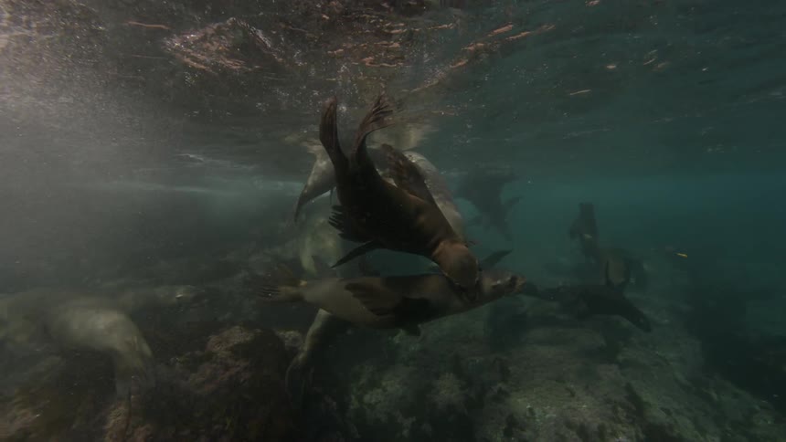 A group of seals swimming