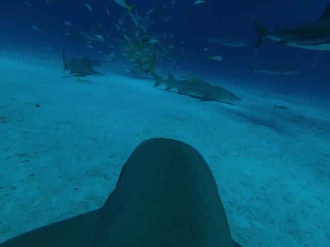Sharks swim near the ocean floor