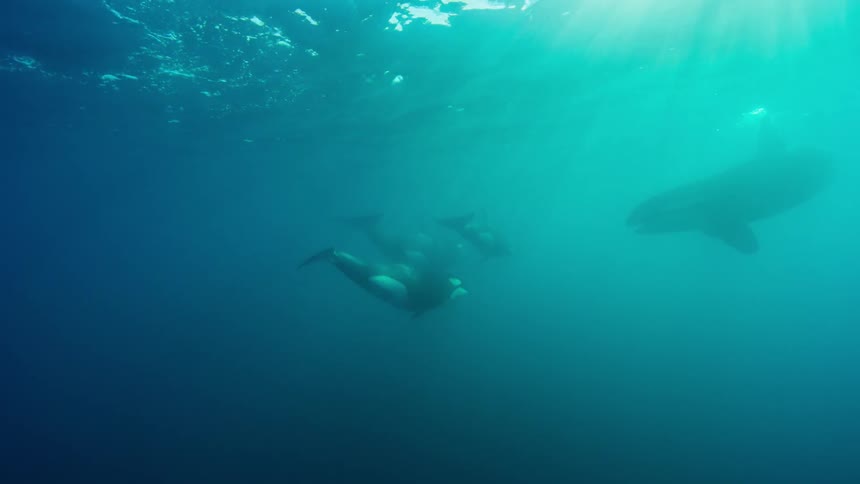 A group of killer whales swim in the ocean during the day