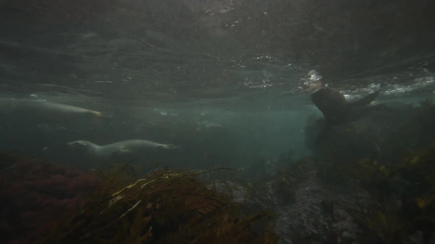 Seals swimming in shallow water