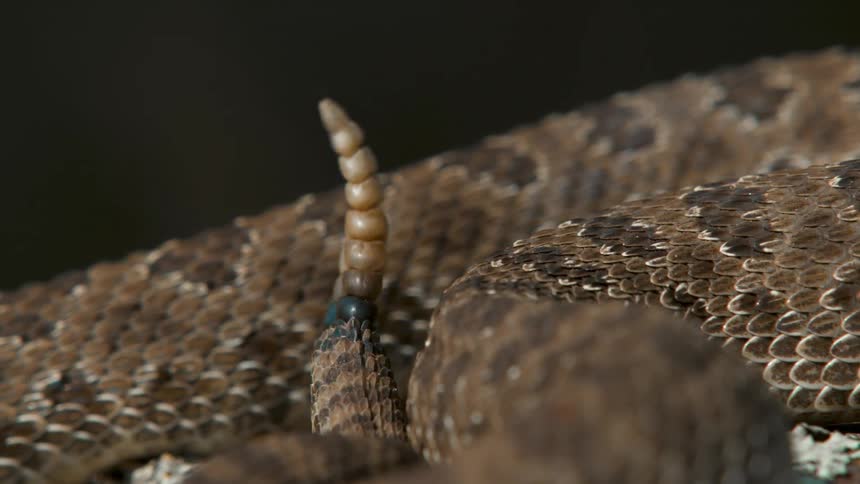 Close up of a snakes tail wiggling