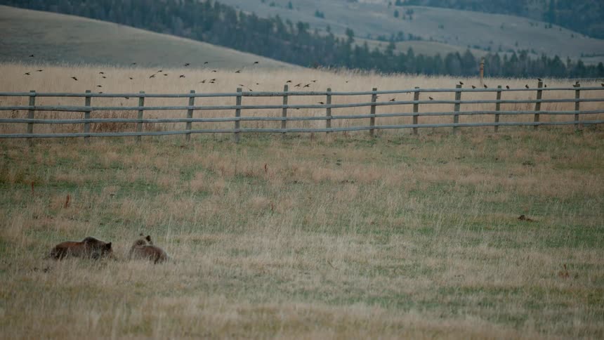 Animals resting in a field with a fence nearby