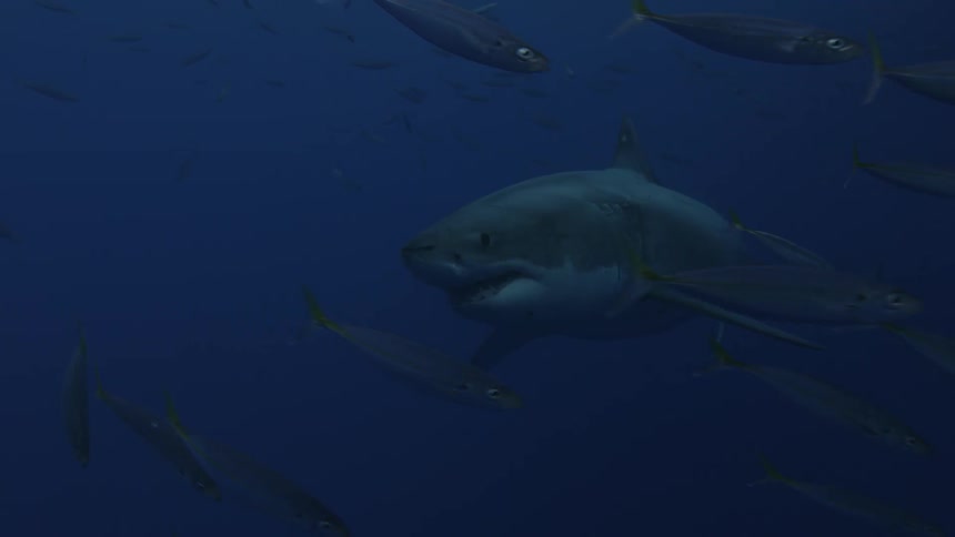 Shark swims in dark water surrounded by small fish