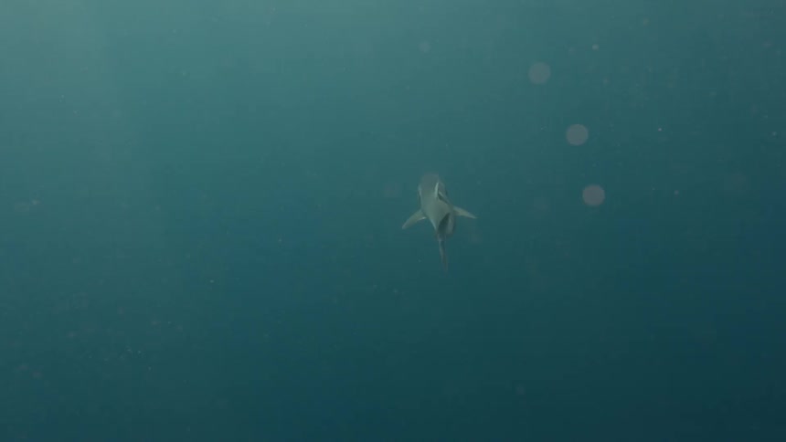 A shark swims through the water