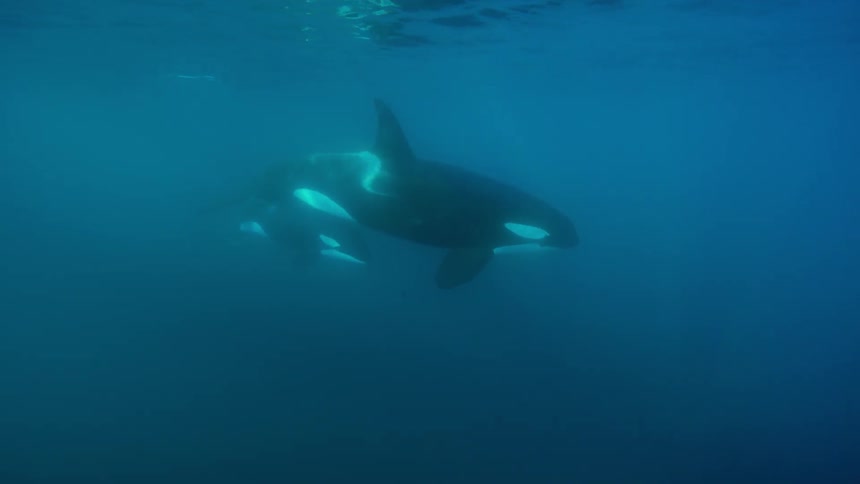 Killer whales swim near the ocean surface