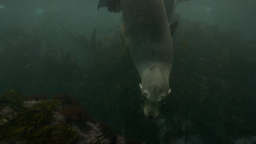 A group of seals swimming around near the ocean bottom