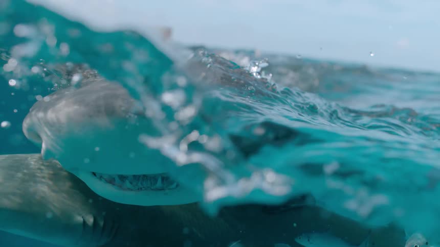 Sharks swim very close to the surface