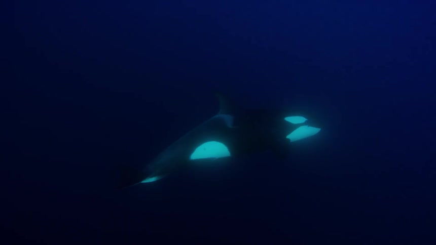 Whales float in dark water