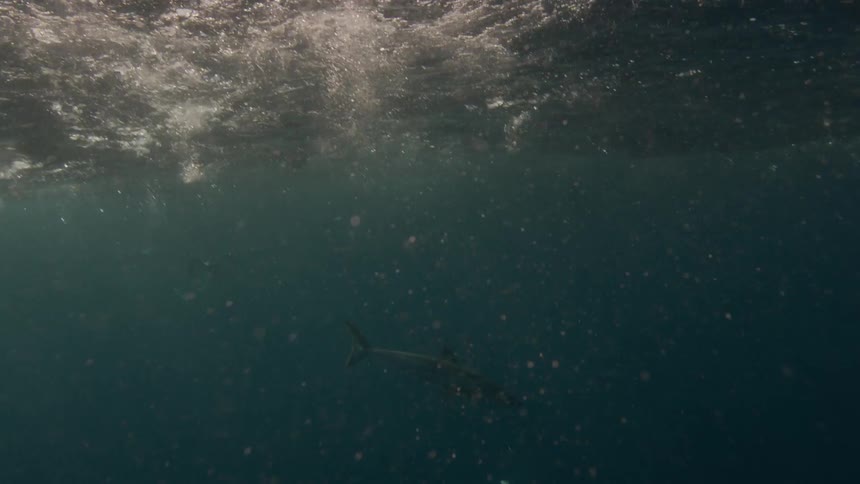 Birds dive underwater as a shark swims nearby