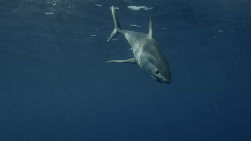 A shark is swimming just beneath the ocean's surface