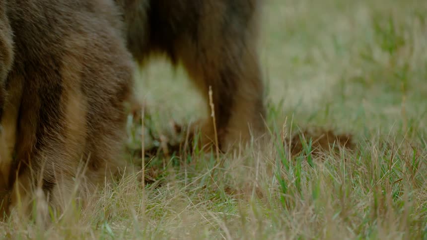 A bear is digging in the dirt