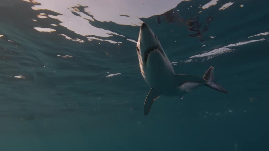 Shark swimming just below the surface of the water