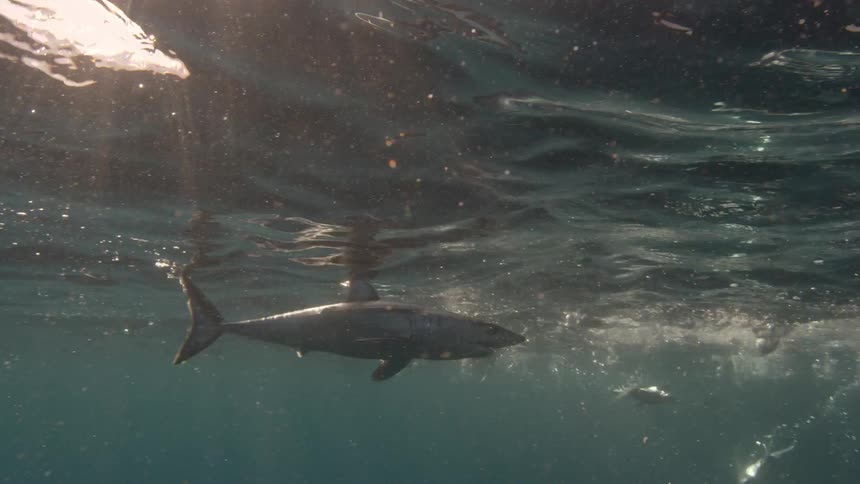 Birds dive underwater as a shark swims nearby