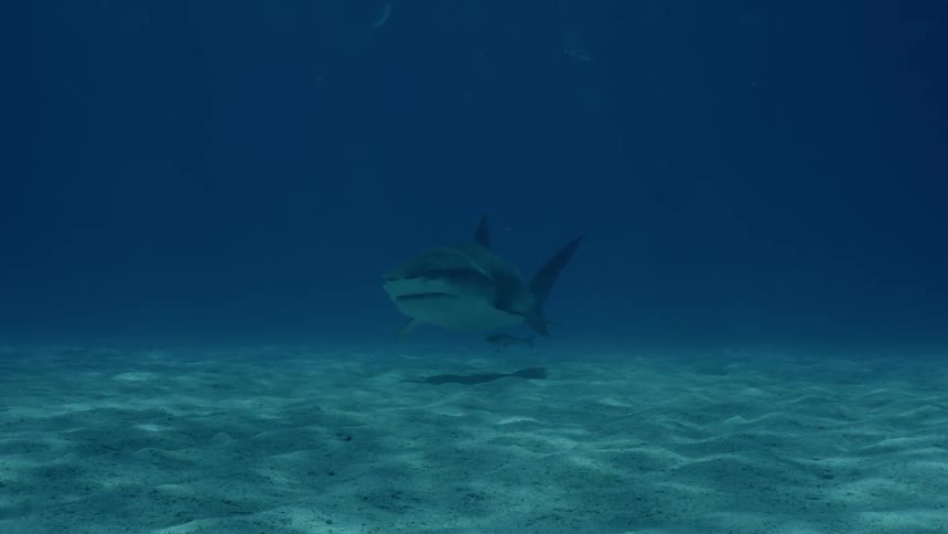 A shark is swimming near the ocean's floor