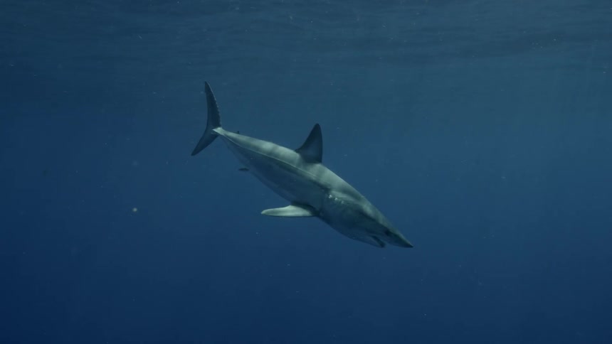 A shark swims in the ocean